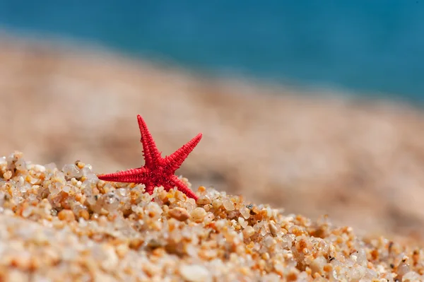 Stelle marine sulla spiaggia — Foto Stock