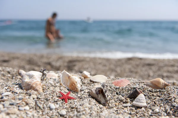 Spiaggia con conchiglie — Foto Stock