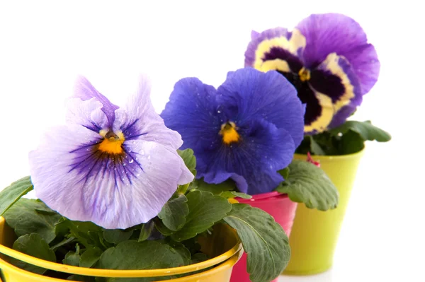 Rij kleurrijke violen in weinig emmers — Stockfoto