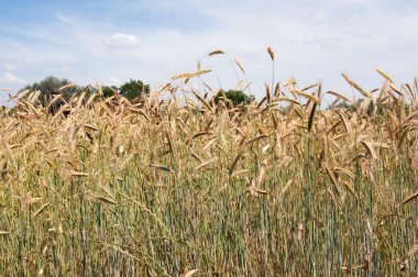 Corn fields clipart