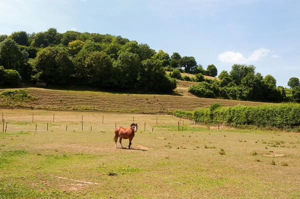 Horse in Dutch landscape — Stock Photo, Image
