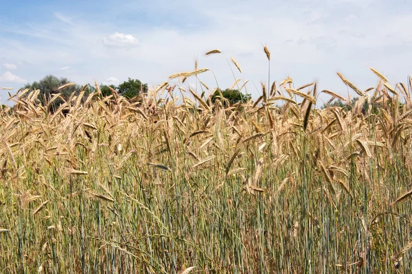 Pola kukurydzy — Zdjęcie stockowe