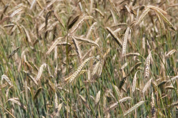穀物 — ストック写真