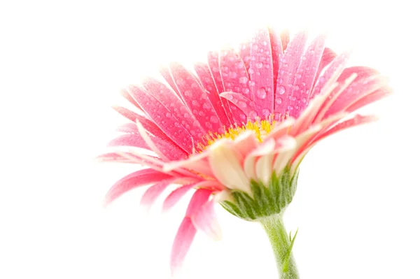 Różowy gerber — Zdjęcie stockowe