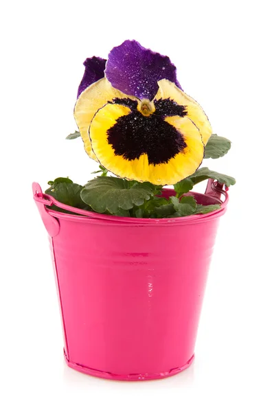Violin flower in pink bucket — Stockfoto