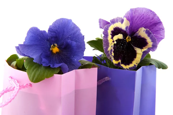 Kleurrijke violen — Stockfoto