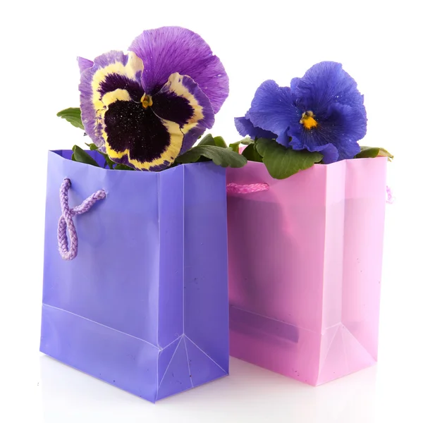 Kleurrijke violen — Stockfoto