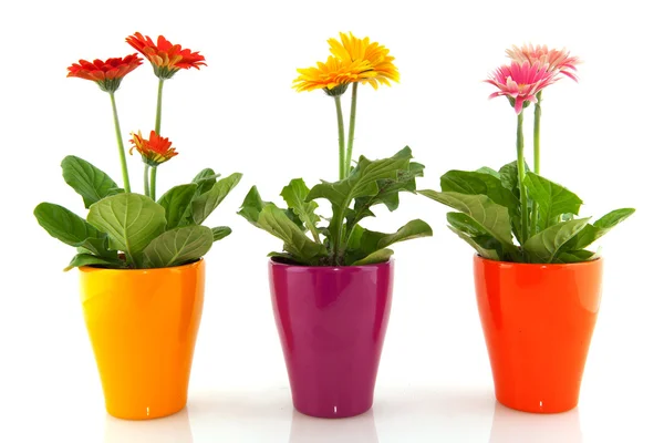 Renkli gerber bitkiler — Stok fotoğraf
