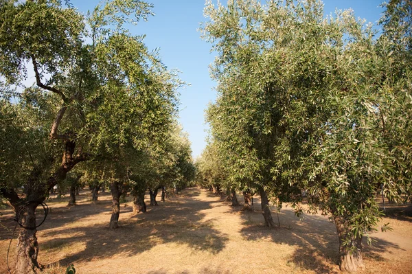 Sad oliwny — Zdjęcie stockowe