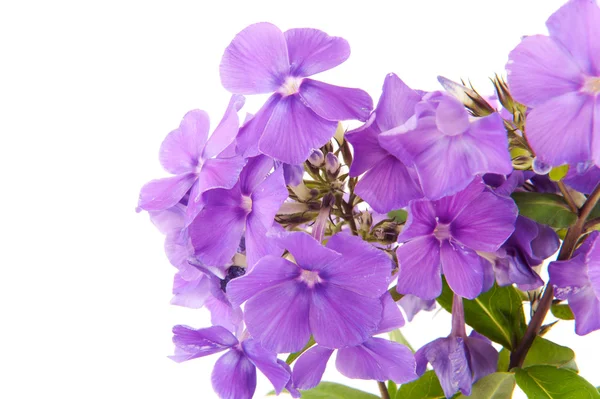 Phloxen violeta — Foto de Stock