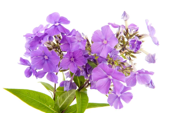 Phloxen violeta — Foto de Stock