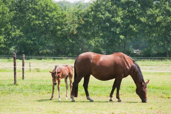 Horse with foal — Stock Photo, Image