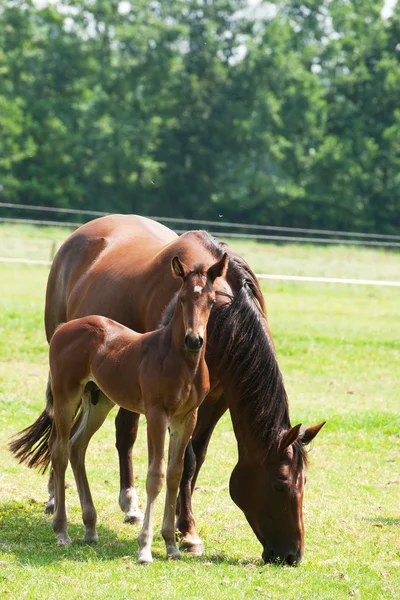 Horse with foal — Stock Photo, Image
