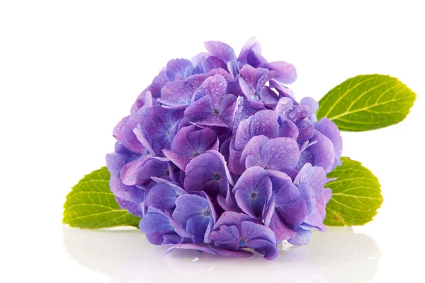 Blauwe hortensia — Stockfoto