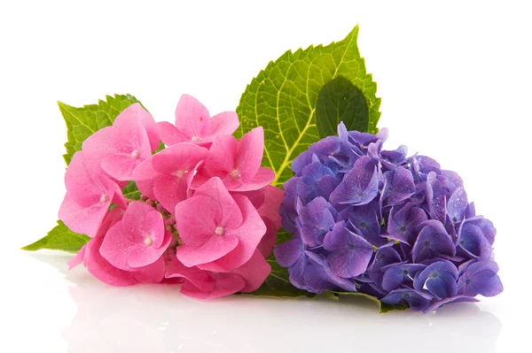 Rosa och blå hortensia — Stockfoto