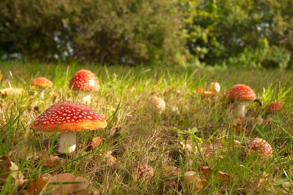 Mushroom red with white dotts — Stock Photo, Image