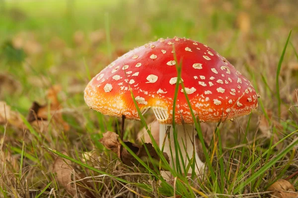 Mushroom rood met witte dotts — Stockfoto
