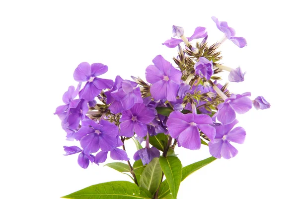 Phloxen violeta —  Fotos de Stock