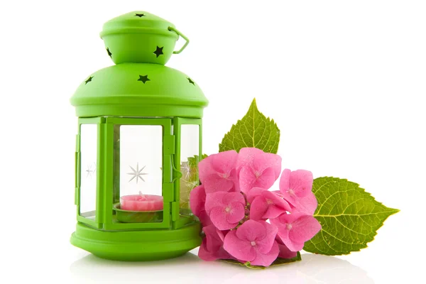Hydrangée avec lanterne verte — Photo