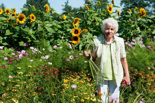 Stará dáma je škubání slunečnice — Stock fotografie