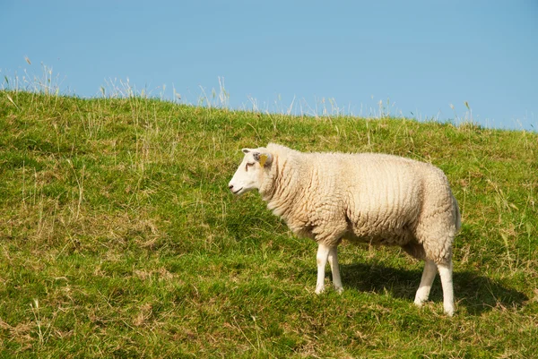 Белая овца в травяной плотине — стоковое фото