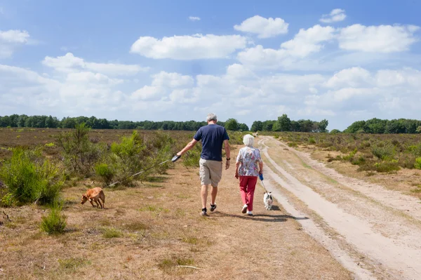 Walking the dogs — Stock Photo, Image