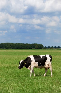 Cows in Dutch flat landscape clipart