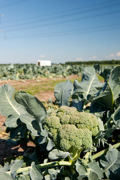 Gröna broccoli — Stockfoto