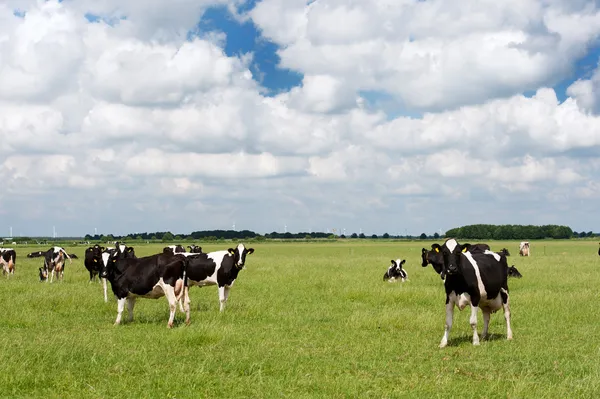 Koeien in Nederlandse vlakke landschap — Stockfoto