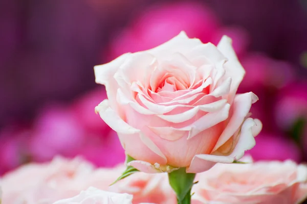 One pink rose above — Stock Photo, Image