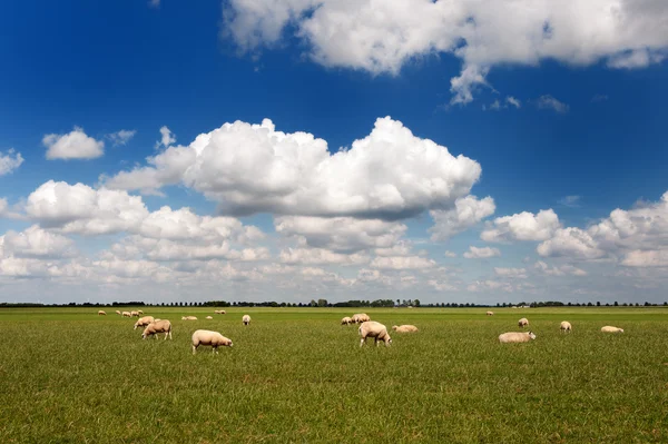 Вівці в рівному пейзажі — стокове фото