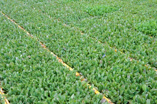 Młody kalafior roślin — Zdjęcie stockowe