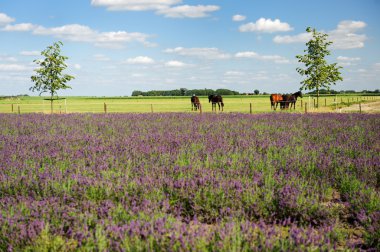 Horses in landscape behind the Lavender fields clipart