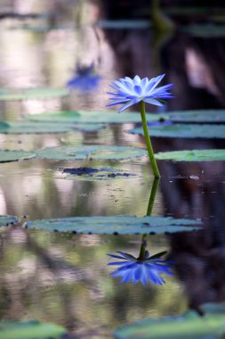 Mangrove water with Lotus flowers clipart