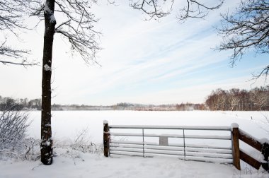 Ormanda kar var.