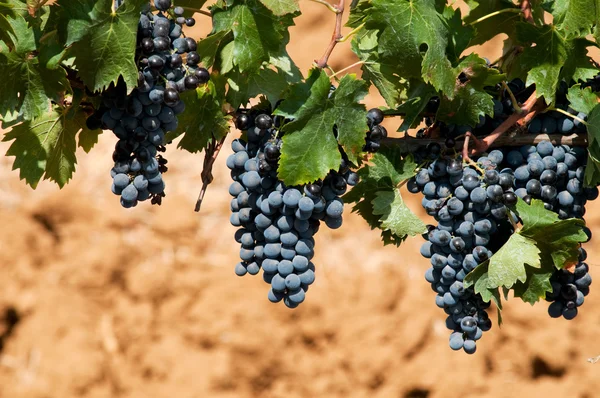 Blue grapes in vineyard — Stock Photo, Image