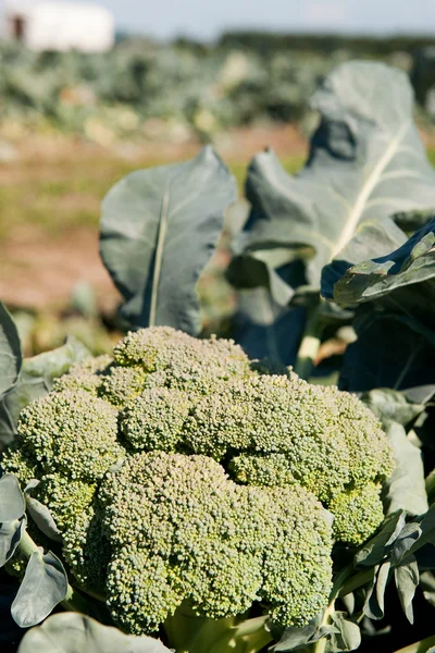 Gröna broccoli — Stockfoto