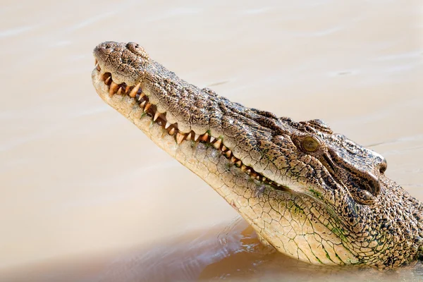 stock image Crocodile head