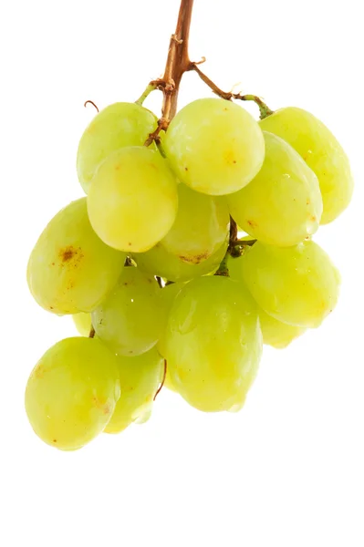 Ramo colgante de uvas — Foto de Stock
