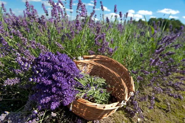 Lavendel pflücken — Stockfoto