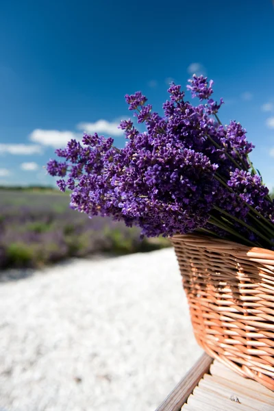Picking Lavender — Stock Photo, Image