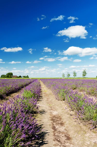 Lavender τους τομείς στην Ολλανδία — Φωτογραφία Αρχείου