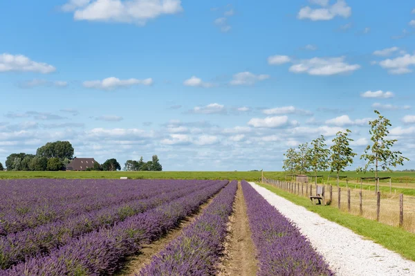 Lavender fields in Holland — Stock Photo, Image