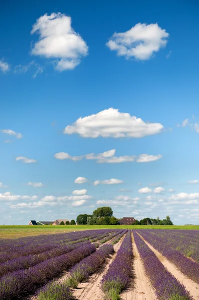 Lavender fields in Holland — Stock Photo, Image
