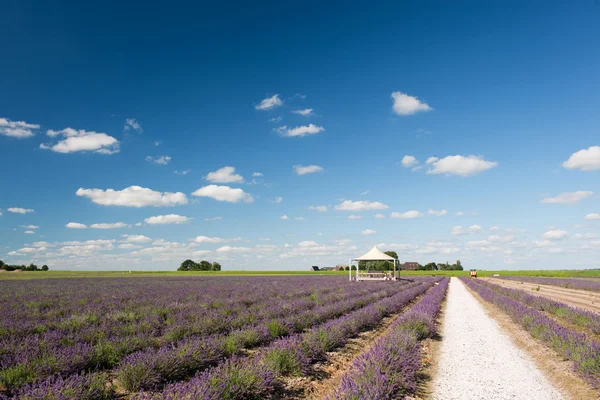 Holländska landskap med lavendel — Stockfoto