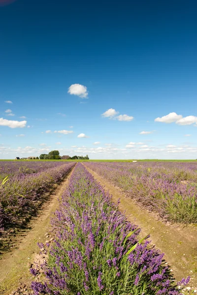 Dutch landscape with Lavender — Stock Photo, Image