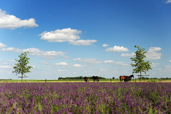 Paarden in landschap achter de lavendelvelden — Stockfoto