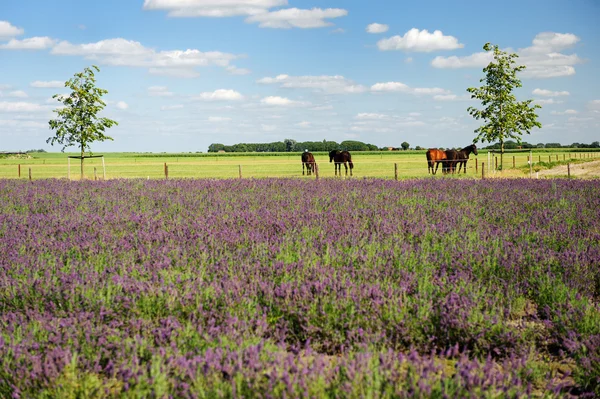 stock image Horses in landscape behind the Lavender fields