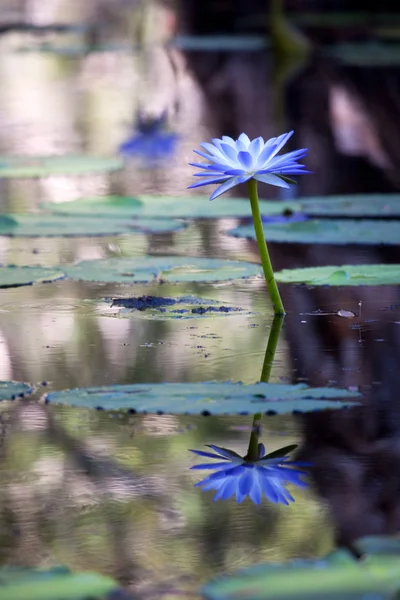 stock image Mangrove water with Lotus flowers