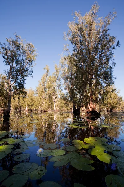 Мангровый лес в воде с цветами лотоса — стоковое фото